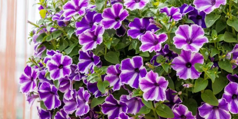 Surfinia Lagoon Blue Star- сурфиния каскадна (4182)